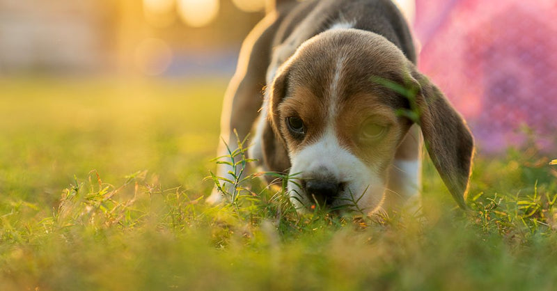 A healthy, calm tricolour Beagle puppy sniffs the green grass in golden sunlight, looking towards the camera.