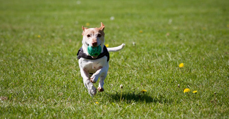 A cute dog joyfully running with a ball in a grassy field, exuding playful energy.