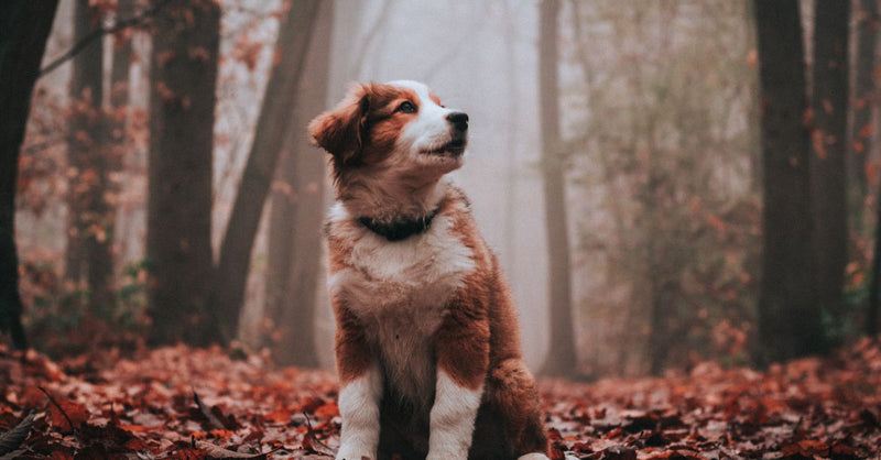 A healthy brown and white Border Collie puppy sits calmly on a forest floor covered in red and orange autumn leaves.