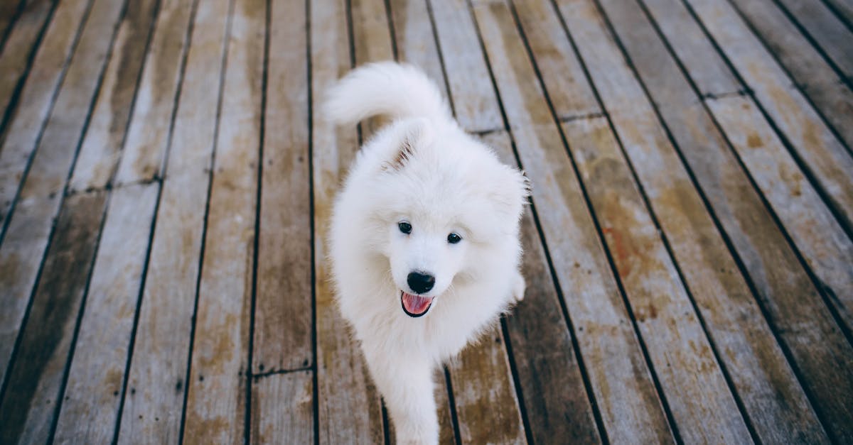 Charming Samoyed puppy with fluffy fur on a wooden deck, looking joyful.