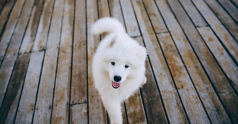 Charming Samoyed puppy with fluffy fur on a wooden deck, looking joyful.