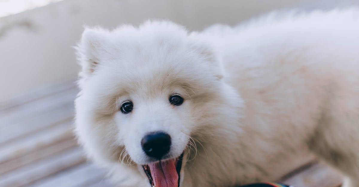 A joyful Samoyed puppy with fluffy white fur looking directly at the camera.