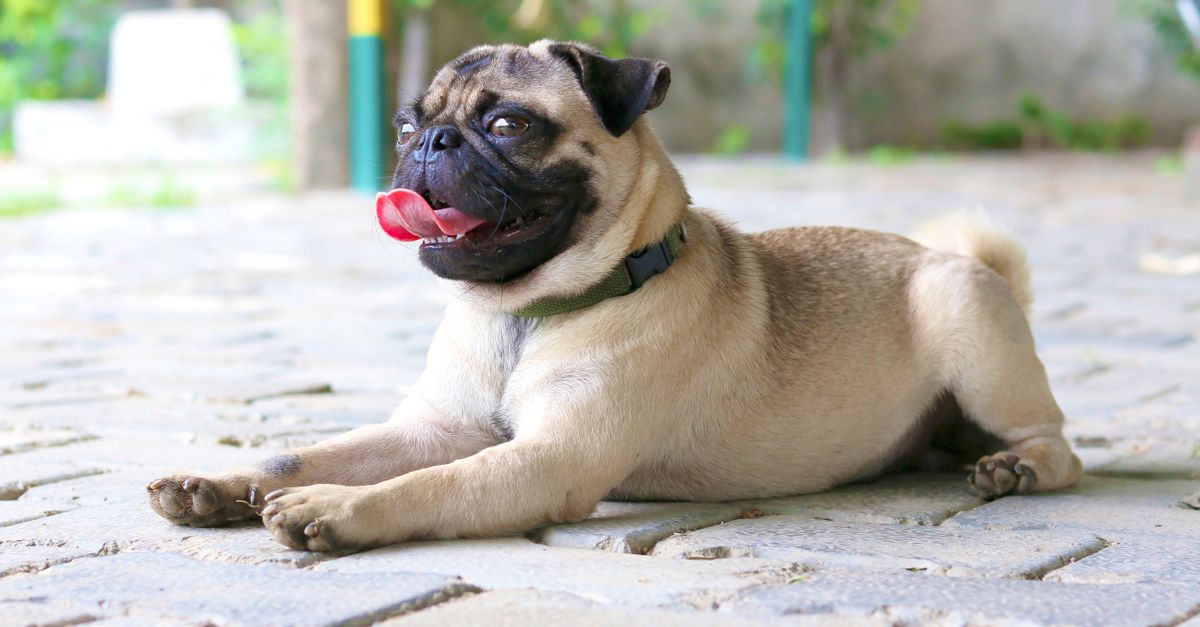 A healthy, fawn Pug with a black mask lies calmly on a paved patio, looking alert with its tongue out.