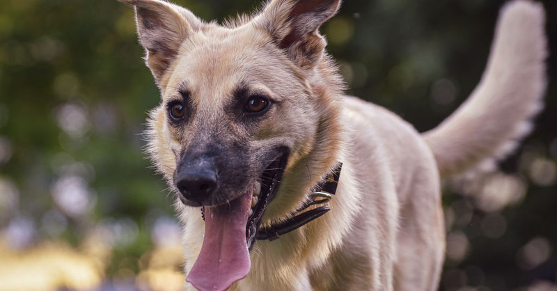 Dog Limping on Morning Walks? A UK Vet's Guide to Stopping Stiffness