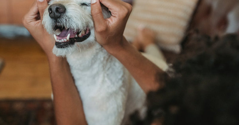 Crop unrecognizable ethnic female stroking dog with closed eyes and open mouth on sofa in house