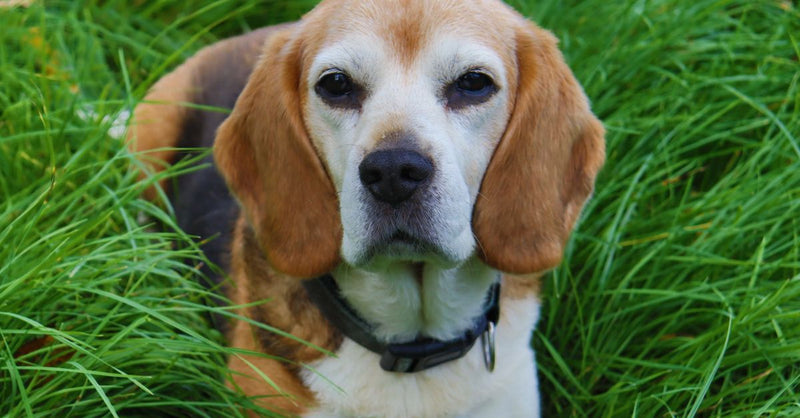 A healthy, calm tricolour Beagle with a grey muzzle lies in lush green grass, looking directly at the camera.
