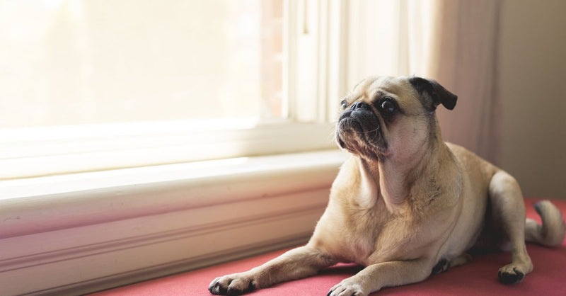 A healthy, calm fawn Pug lies on a red cushion by a sunlit window, looking up and to the left.