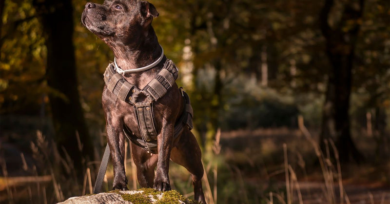 A healthy, calm brindle Staffy wearing a harness stands proudly on a mossy rock in an autumn forest, looking up and to the le