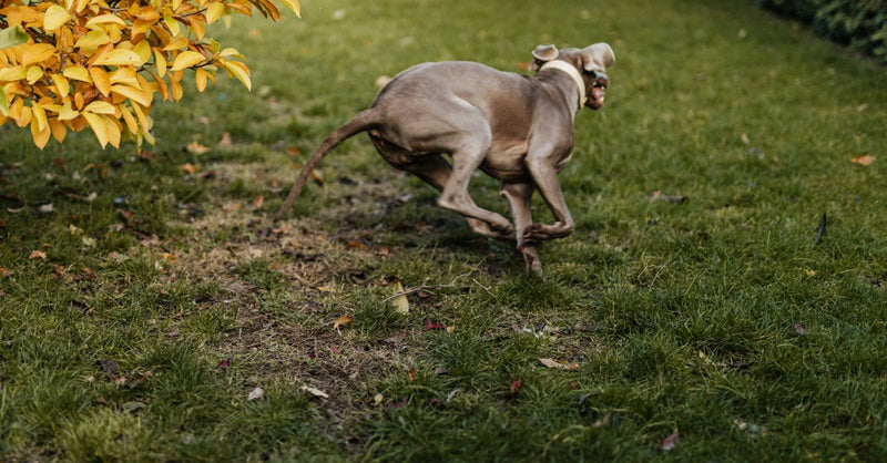 A healthy, sleek grey Weimaraner dog with a white collar runs joyfully across a green lawn in a garden.