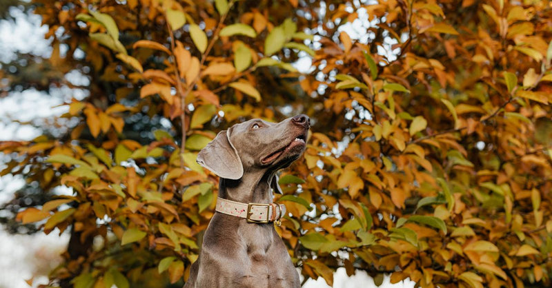 A healthy, calm Weimaraner with a light brown collar sits outdoors, looking up, with vibrant autumn leaves in the background.