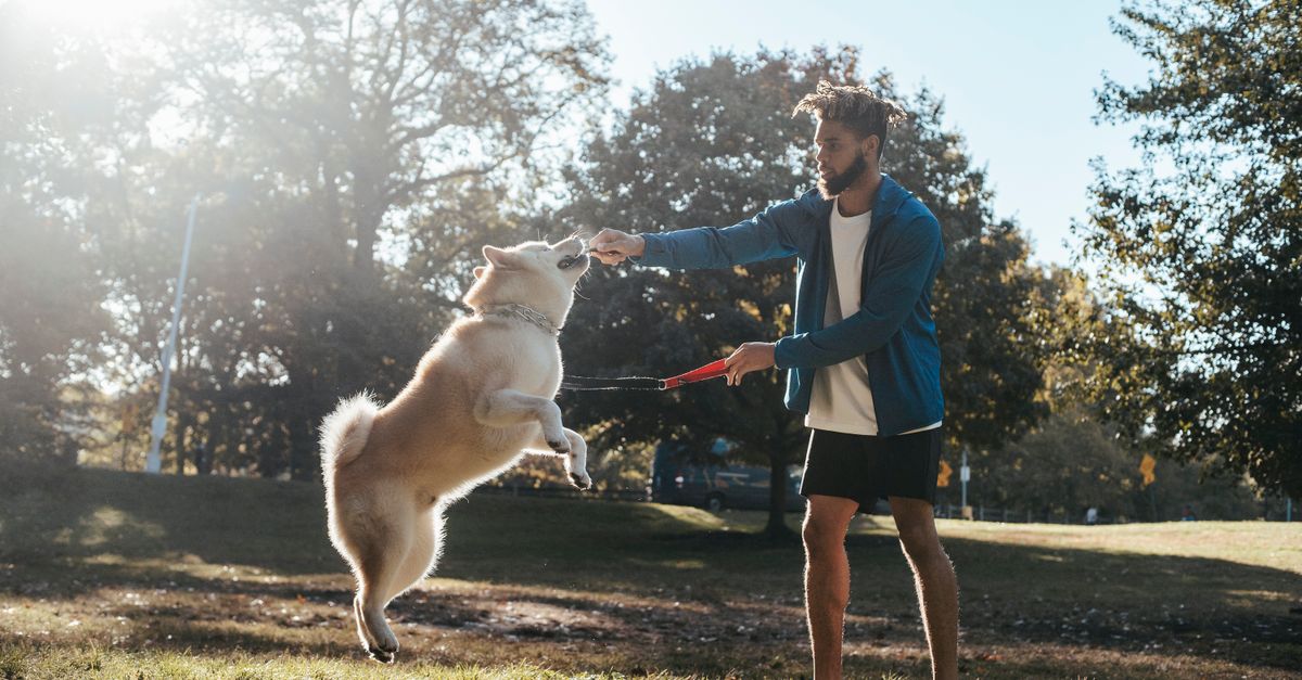 Can Joint Supplements Help Dogs with Hip Dysplasia? A UK Vet Explains