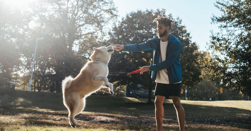 Can Joint Supplements Help Dogs with Hip Dysplasia? A UK Vet Explains