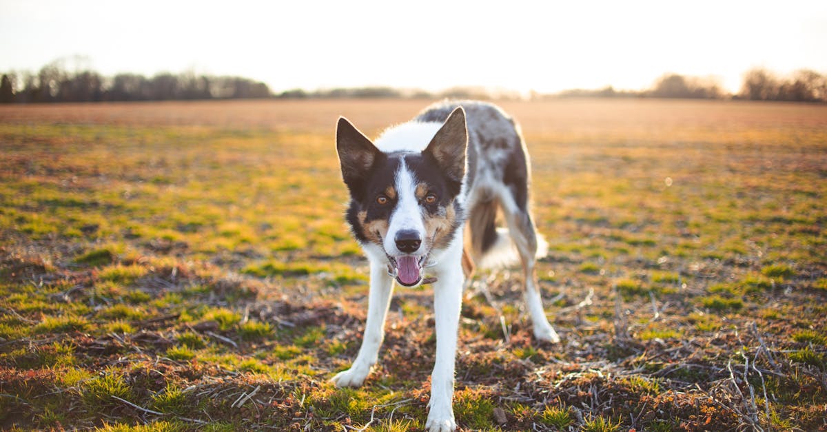 A cheerful Border Collie eagerly explores a wide open field during a warm sunset.