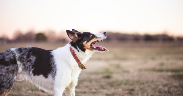 Close-up of a blue merle border collie in an open field with a yellow ball.