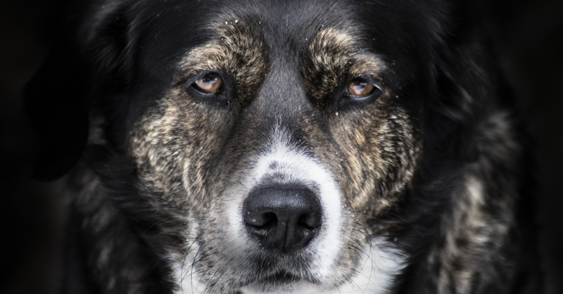 Is Hydrotherapy Good for Dogs with Joint Issues? A UK Vet Explains