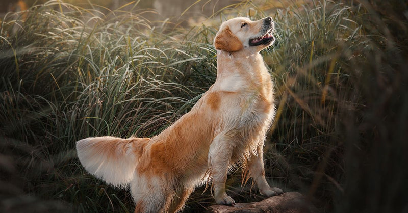 A healthy golden retriever stands on a log in tall grass, looking up with a happy expression in warm sunlight.
