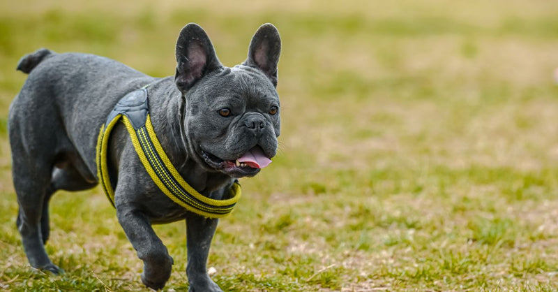 A healthy, calm blue French Bulldog wearing a yellow harness walks on green grass, looking forward with its tongue slightly o