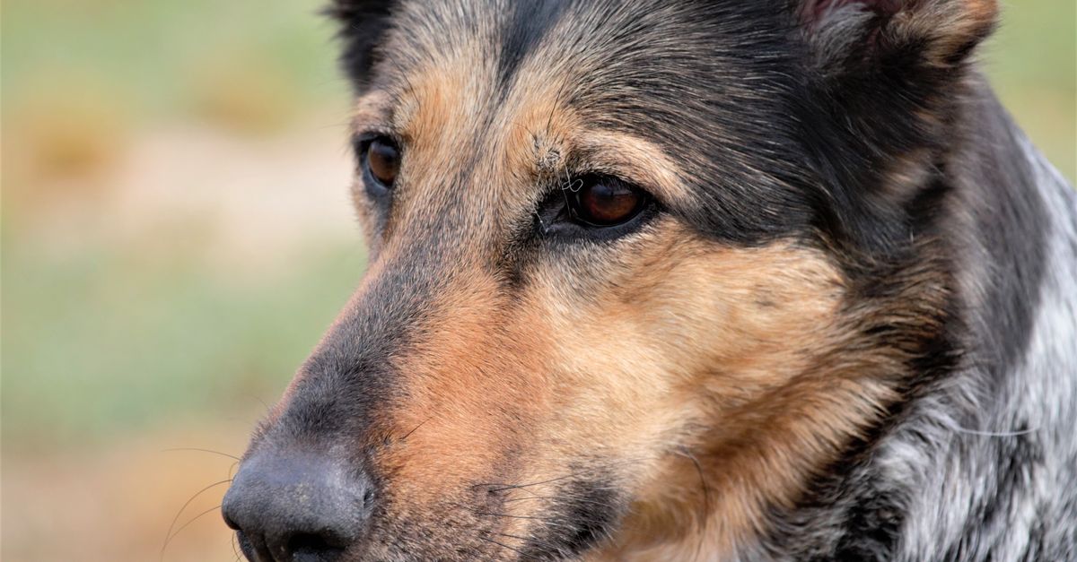 A healthy, calm tri-color dog with black, tan, and grey fur, looking intently to the right with soft eyes.
