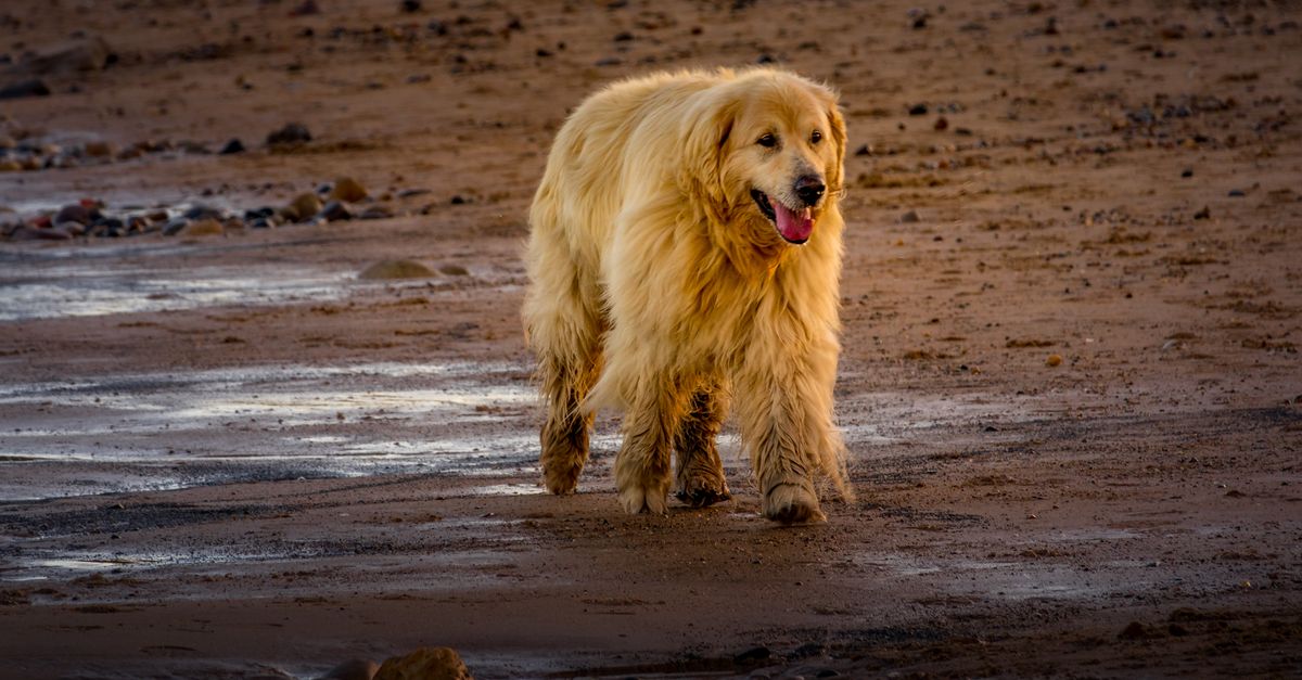 A healthy, happy golden retriever with a long, shaggy coat walks on a wet sandy beach, looking content.