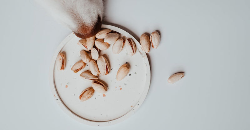 A dog sniffs pistachios on a white plate in an overhead, natural setting.