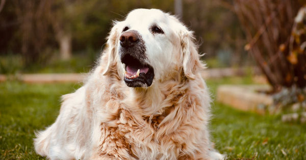 A healthy, calm older golden retriever with a white muzzle lies on green grass, looking up with its mouth slightly open.