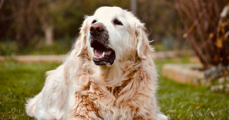 A healthy, calm older golden retriever with a white muzzle lies on green grass, looking up with its mouth slightly open.
