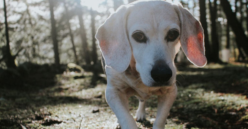 A healthy, calm white and light brown Beagle walks towards the camera in a sun-dappled forest, looking up.