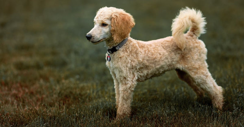 A healthy, light brown Poodle stands alert in a grassy field, looking to the left with its tail curled up.