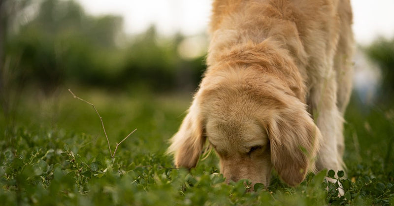 A healthy, calm golden retriever with light brown fur sniffs the lush green grass, looking for something interesting.
