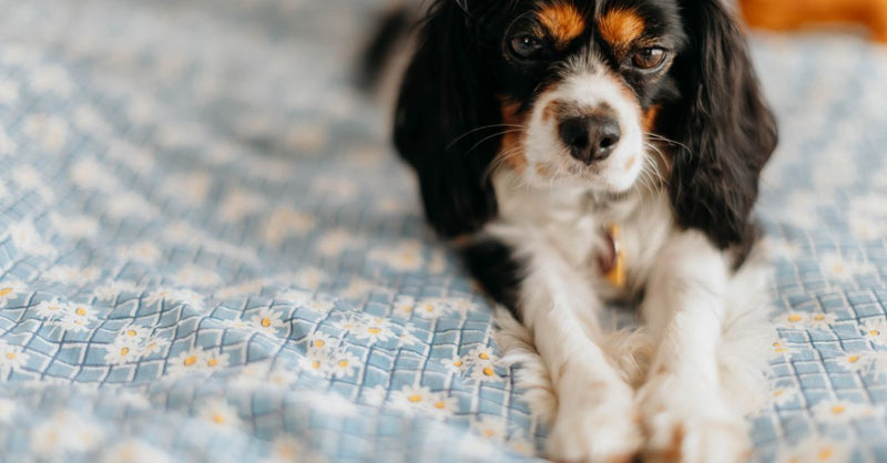Omega-3 for Dog Skin & Joints: A UK Vet's Comparison Guide