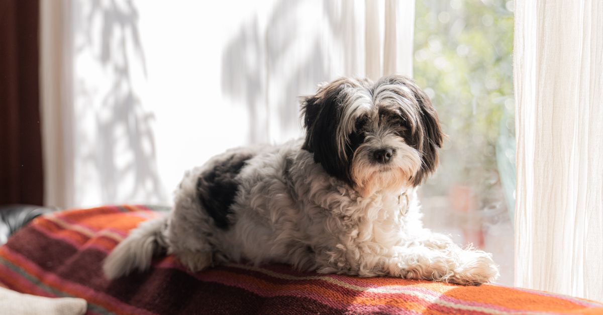 A healthy, calm black and white Shih Tzu or similar small dog lies on a patterned blanket on a sofa, looking towards the came