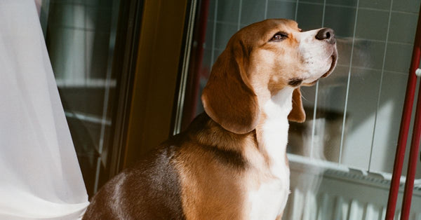 A healthy, calm tri-color Beagle sits indoors by a window, looking up and to the right, bathed in warm sunlight.