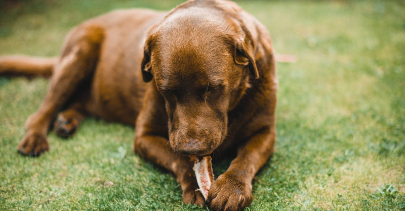 A healthy chocolate Labrador retriever lies on green grass, contentedly chewing on a large bone.