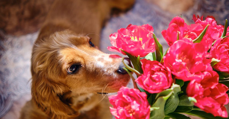 A golden cocker spaniel gently sniffs a vibrant bouquet of pink tulips, looking calm and curious.