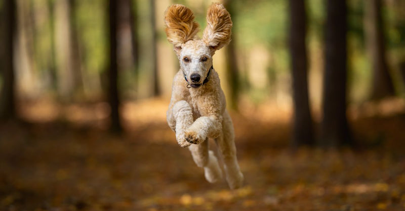 A healthy, happy cream-colored Poodle mix dog with floppy ears leaps joyfully through a forest with autumn leaves.