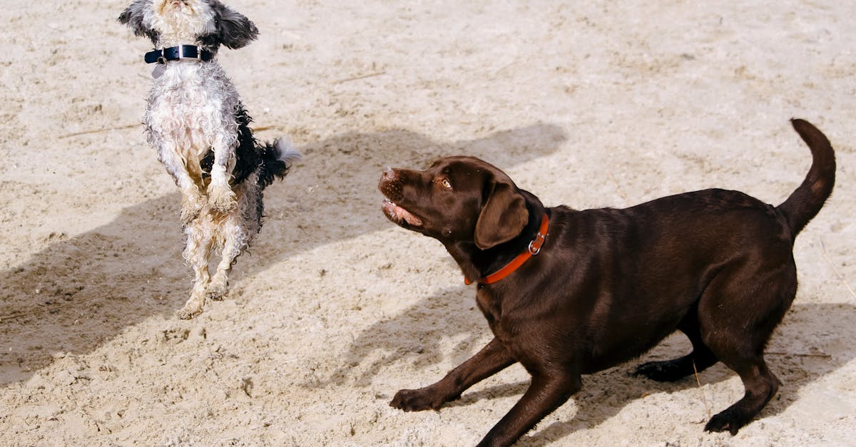Two dogs playfully jumping and interacting on a sandy beach, showcasing energy and joy.
