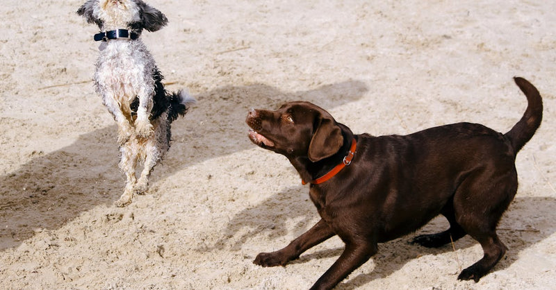 Two dogs playfully jumping and interacting on a sandy beach, showcasing energy and joy.