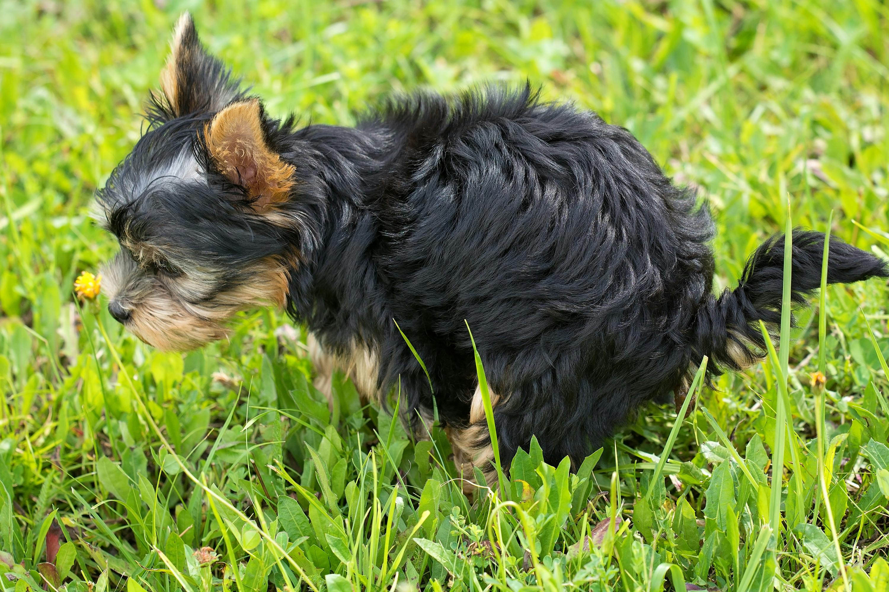 Jelly-Like Poop in Dogs: A UK Vet Explains Mucus in Stool