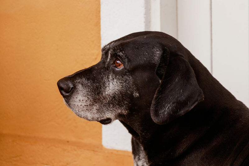A UK Vet’s Guide to Senior Dog Care: 7 Tips for Quality of Life