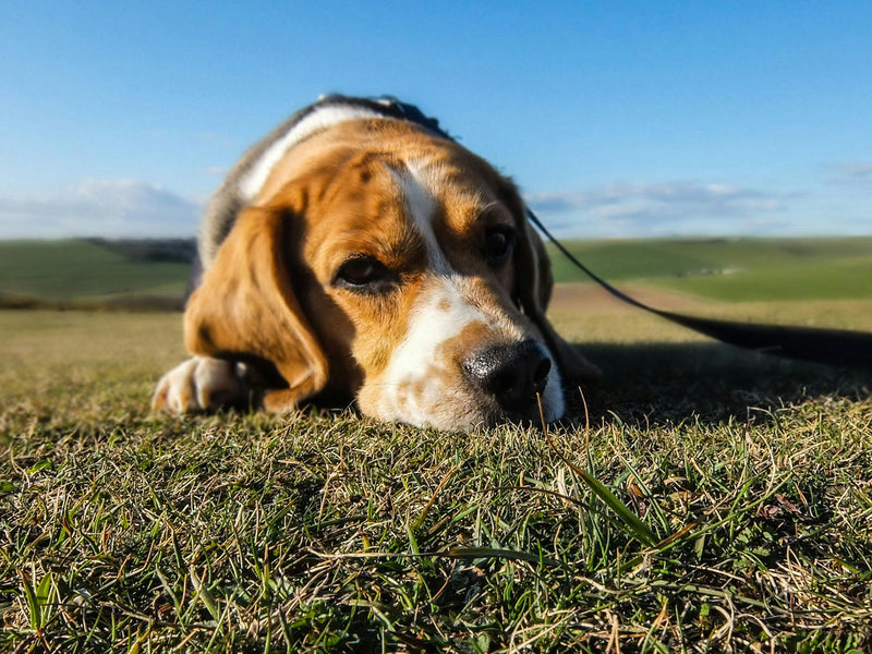 Your Dog's Sensitive Stomach (Beyond the Food Bowl): A UK Vet's Guide