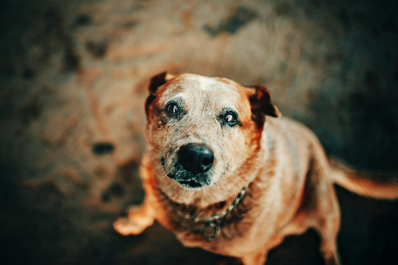 Signs of Dog Cognitive Dysfunction & Dementia: A UK Vet's Guide