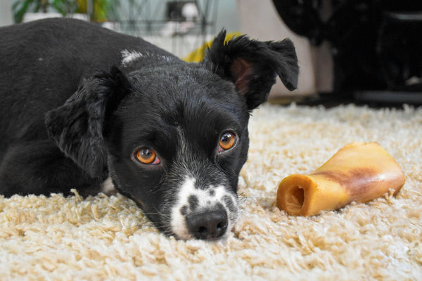 what is dog chondroitin supplement review uk vet explains