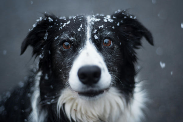 Why Does My Dog's Joint Pain Get Worse in Cold Weather? A Vet Explains Juno Daily Juno Daily