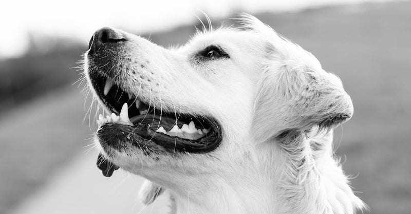 Black and white portrait of a smiling golden retriever outdoors.