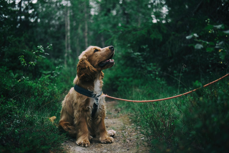 The 5 Best YuMove Alternatives for UK Dogs (Vet-Reviewed) juno pets juno daily juno dog
