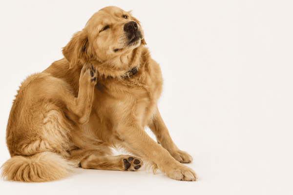 Itchy ears, paws or skin