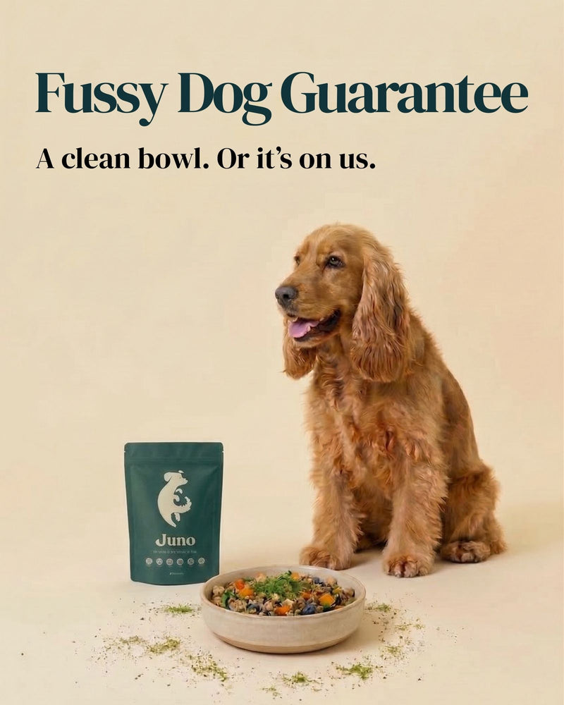 Juno Daily dog supplement - image 10