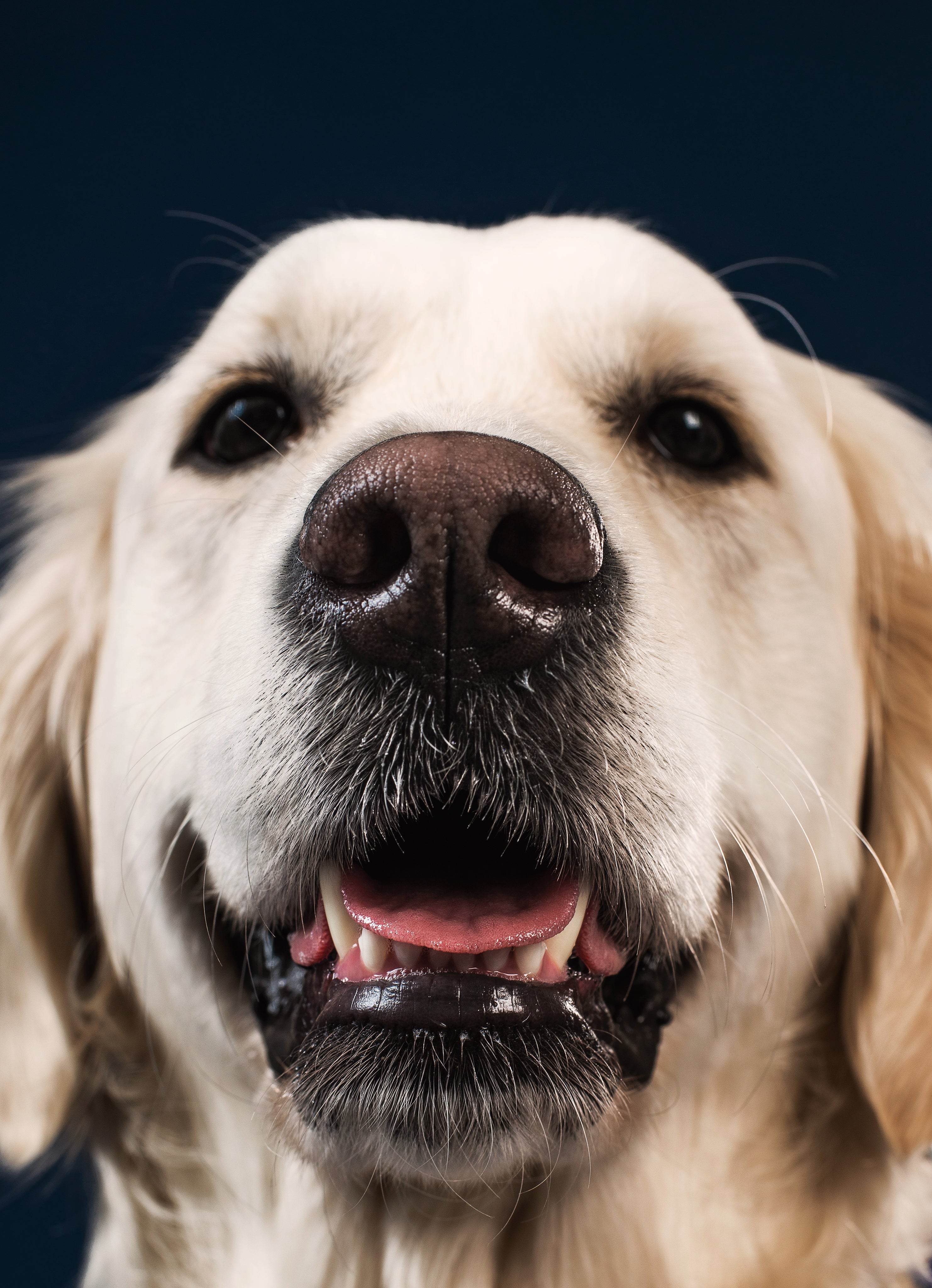 a-smiling-big-teddy-bear-like-dog.jpg
