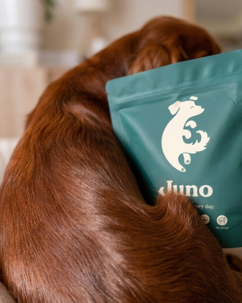 Dog Skin and Coat Supplement: Heal the Gut, Restore the Coat