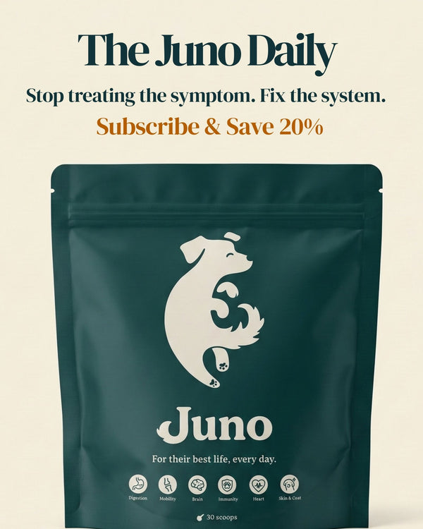 Juno Rothaug Juno's Vet Knowledge Hub: Science-Backed Dog Health - Tagged ...